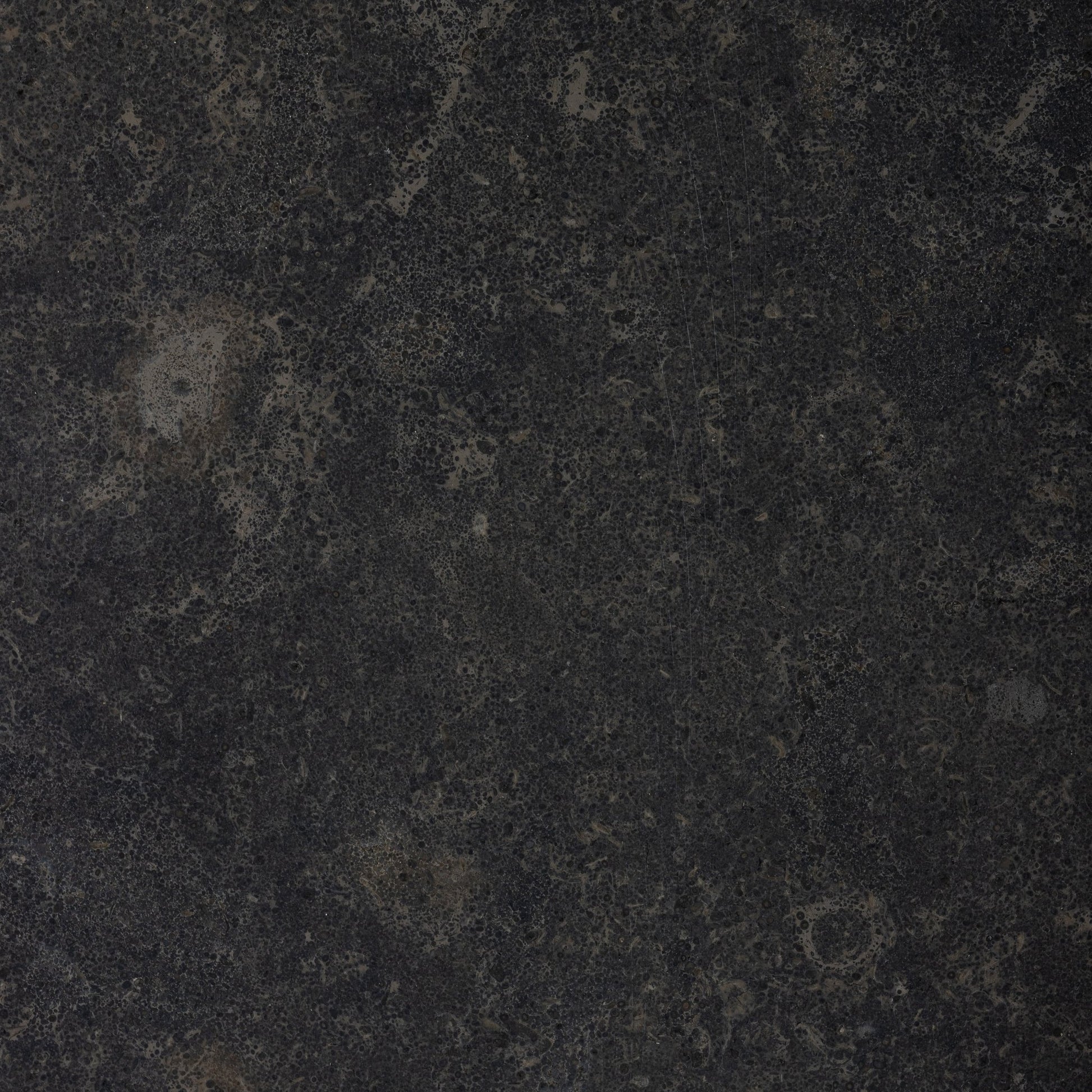 Lisbon Fossil Limestone 16x16 Leathered Tile - Cemento Collection
